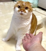 �T�ۂ܂��� �̈��L�E�ނ�����(�ʐ^��X @himaritomugi ���) 