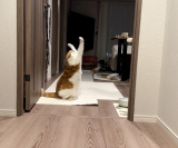 �T�ۂ܂��� �̈��L�E�ނ�����(�ʐ^��X @himaritomugi ���) 