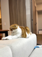 �T�ۂ܂��� �̈��L�E�ނ�����(�ʐ^��X @himaritomugi ���) 