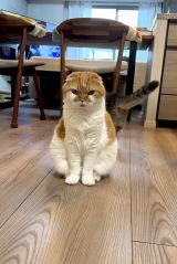 �T�ۂ܂��� �̈��L�E�ނ�����(�ʐ^��X @himaritomugi ���) 