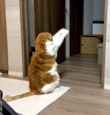 �T�ۂ܂��� �̈��L�E�ނ�����(�ʐ^��X @himaritomugi ���) 