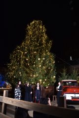 �����t ���[���������~�b�h�^�E�� �c���[�_�����̖͗l 