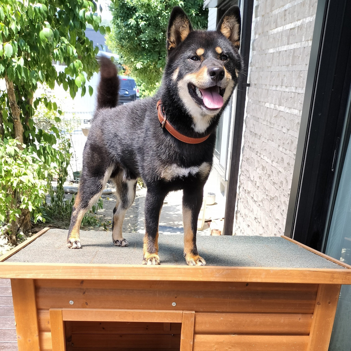 犬小屋は、屋根の上で過ごすもの” 譲り受けたハウスを想定外の方法で