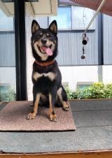 ������ŃS�L�Q����ȗl�q�̂����Ƃ炭�� 