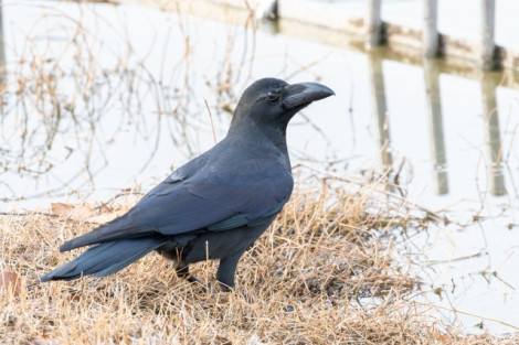 �J���X�̃C���[�W 