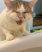 ���C�ɓ��鎔�����S�z? �u�`�M����ŋ삯����L�Ɂu���ł��ˁv�u��낤�Ƃ��Ă���Ă�̂ˁv 