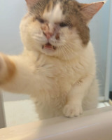 �u��Ȃ�!�v�ƌ����Ă���Ă���̂���/�L�b�g�����(@surely_kit_)����� 