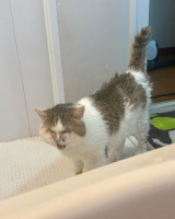 �r���r���̂����ۂ����킢��/�L�b�g�����(@surely_kit_)����� 