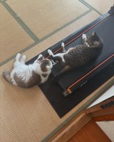 ���ǂ��߂����L�b�g�����ƃJ�u�����/�L�b�g�����(@surely_kit_)����� 