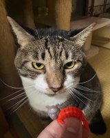 �����L�̃J�u�����/�L�b�g�����(@surely_kit_)����� 