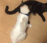 ������������o�Ă������̂ۂ񂿂��B�����L�́u�N���������v������/�}�~���Y����(@pfirsich_jam)�� 