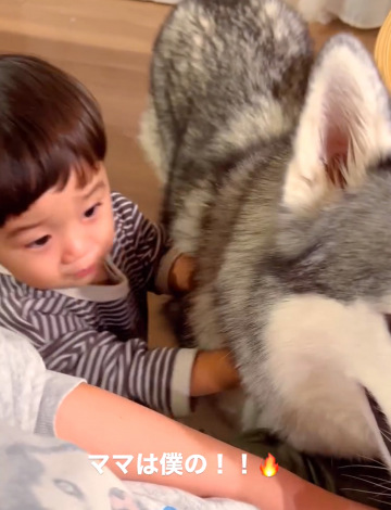 �}�}��D������1�Ύ��ƃn�X�L�[���iInstagram�^@sena__husky���j 