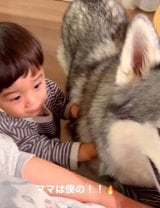 �}�}��D������1�Ύ��ƃn�X�L�[���iInstagram�^@sena__husky���j 