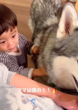 �}�}��D������1�Ύ��ƃn�X�L�[���iInstagram�^@sena__husky���j 