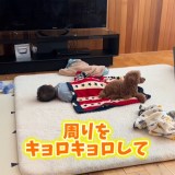 �����Q���̑��q����̑��Ō�q������g�C�v�[�h���̃��I���� 