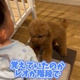 �K�i���痎���o���̂��鑧�q����̗�����j�~���郌�I���� 