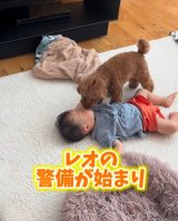 �Ԃ����̌x���ɗ]�O���Ȃ��g�C�v�[�h���A�����Ԑ��Ŏ�葱����l�q�ɋ��L�����K���u�܂��ɌZ�툤�v�u�i�C�g���ˁv 