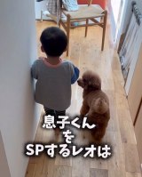 �ǂ�Ȏ��ł�SP�̂悤�ɑ��q����ɂ������郌�I���� 