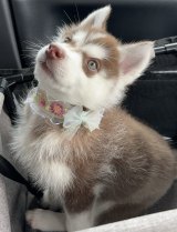 ���������̂ԂȂ���� 