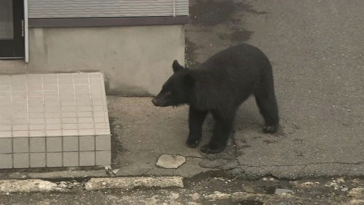 画像・写真 | クマの行動追跡→研究者も驚くような行動をとっていた