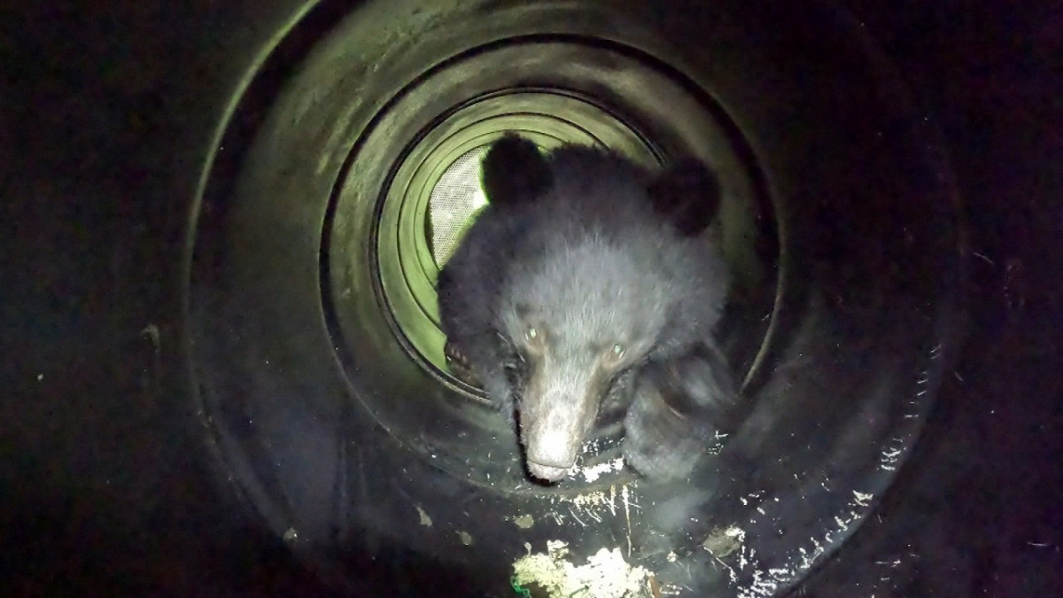 画像・写真 | クマの行動追跡→研究者も驚くような行動をとっていた