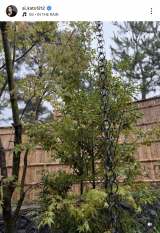 uŋ߁AR̒ŊJ̏߂悤ɂȂĂv(ʐ^̓CX^O @ai_kato1212 ) 