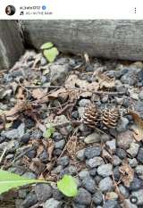 uŋ߁AR̒ŊJ̏߂悤ɂȂĂv(ʐ^̓CX^O @ai_kato1212 ) 