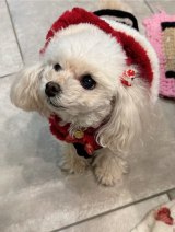 �x�����݂���I�����A�N���X�}�X�������Ղ�ɒ������������̗l�q(�ʐ^�̓u���O���) 