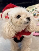 �x�����݂���I�����A�N���X�}�X�������Ղ�ɒ������������̗l�q(�ʐ^�̓u���O���) 