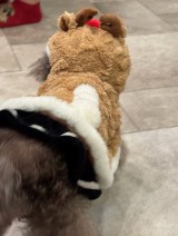 �x�����݂���I�����A�N���X�}�X�������Ղ�ɒ������������̗l�q(�ʐ^�̓u���O���) 