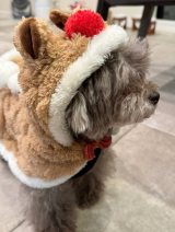 �x�����݂���I�����A�N���X�}�X�������Ղ�ɒ������������̗l�q(�ʐ^�̓u���O���) 