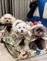 �x�����݂���I�����A�N���X�}�X�������Ղ�ɒ������������̗l�q(�ʐ^�̓u���O���) 