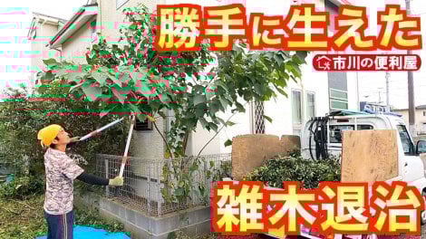 �˗��̑����͒��ƁB�G�����������؂̔��́A���̓h���Ȃǂ��s���iYouTube�`�����l���u�s��֗̕����v���j 