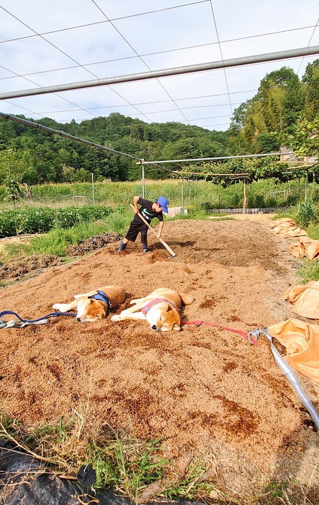 _Ƃɗޏw̑qƂ낮Č(@farm_docan) 