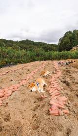 Č̂͂Ⴍ(Z)Ƃ񂦂()(@farm_docan) 