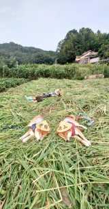 Č̂͂Ⴍ(Z)Ƃ񂦂()(@farm_docan) 