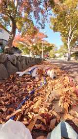 Č̂͂Ⴍ(Z)Ƃ񂦂()(@farm_docan) 