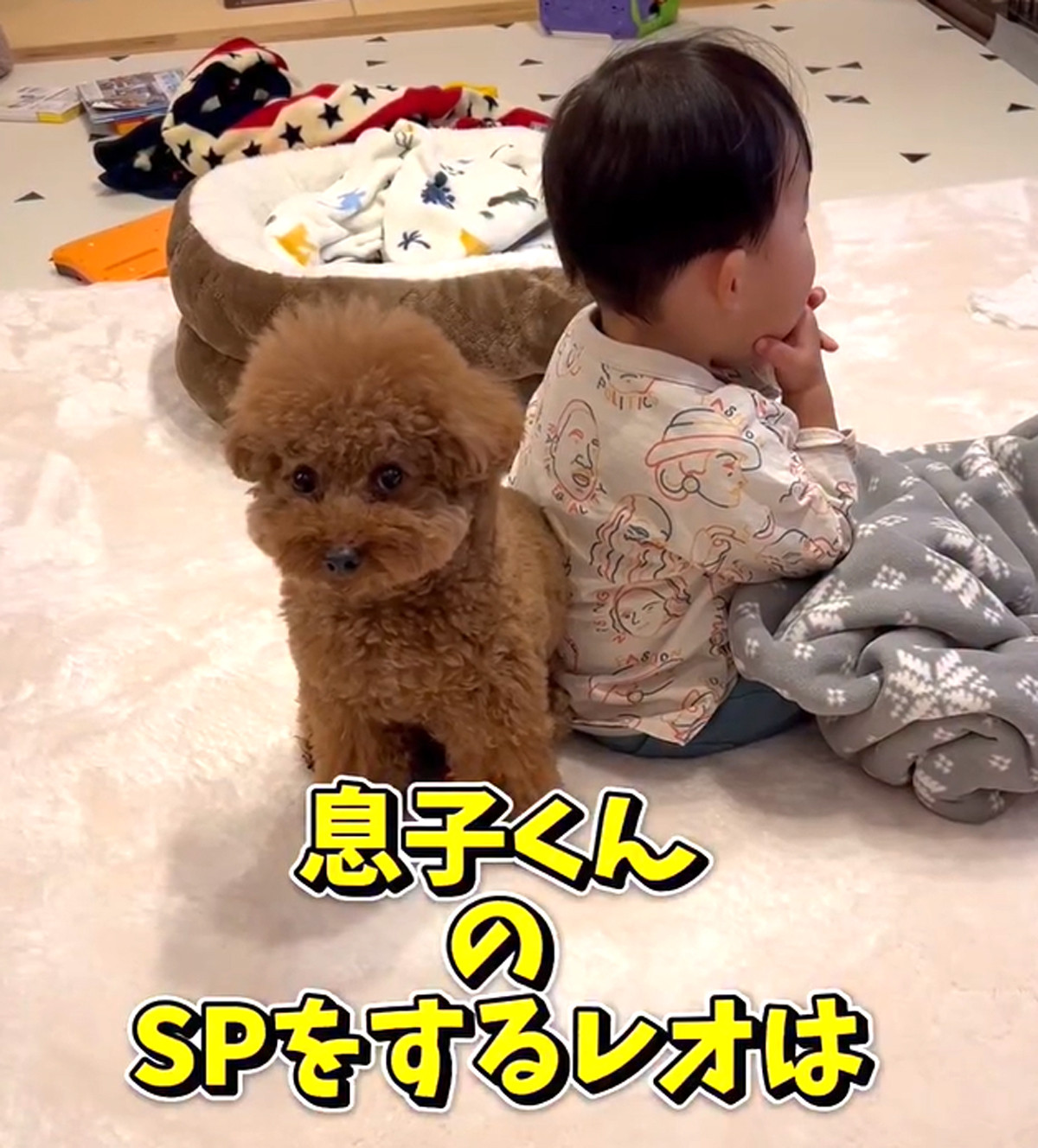 画像・写真 | 昼寝中の1歳児を見守るトイプードルが愛溢れすぎ「最高の