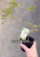 �܂��̓V�}�g�l���R�B�����Ă��鎞�͂��̏������B�Ƃ��낪�c�i�ʐ^��@mido_botanical�j 