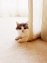 �������T���Љ�����L�̎ʐ^ (�ʐ^�̓u���O���) 