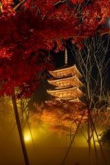 �w���s�g�t�����p2025�`�S�ƃ����Y�ɍ��ސ�i�`�x=�m�a�� 