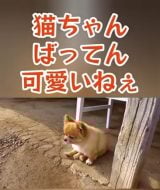 4�N�O����`������L���Ɗ��Ⴂ(@sukekaku.fam) 