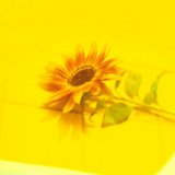 Vaundy�u�Ԑ肢�v�A�ݐύĐ���3�����˔j ���g�ʎZ5��ڂ�3�������y�I���R�������L���O�z 