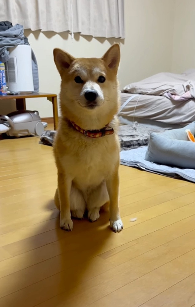 知人宅に預けた柴犬の“ネコ化”が進行… 愛犬のありえない仕草に「犬が