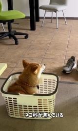 �L�̂悤�Ȃ��������݂���؂������{�����/�u�ɂ������{ ���������{ �؂������{�v����(@sibanikorimbo_grumpy_pekorimbo)�� 