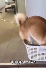 �����J�S�ɓ��낤�Ƃ���l�q/�u�ɂ������{ ���������{ �؂������{�v����(@sibanikorimbo_grumpy_pekorimbo)�� 