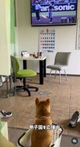 �J�S�ɓ������܂ܖ싅�ϐ킷��؂������{�����/�u�ɂ������{ ���������{ �؂������{�v����(@sibanikorimbo_grumpy_pekorimbo)�� 