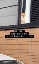 �������Ă�������͌������Ȃ����C�ȃC�N�������/�q���E���ƃC�N�����̃|�����j�A�����L(@hyotoikura)���� �� 