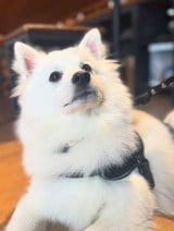 ����7�����ɂȂ����t�B�������/���{�X�s�b�cFinn(�t�B��)����(@spitz_finn.0410) �� 