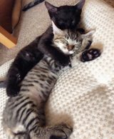 ����������2�C/��������(@coco_nyanco2)�� 